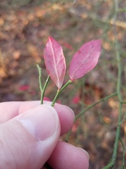 Vaccinium elliottii