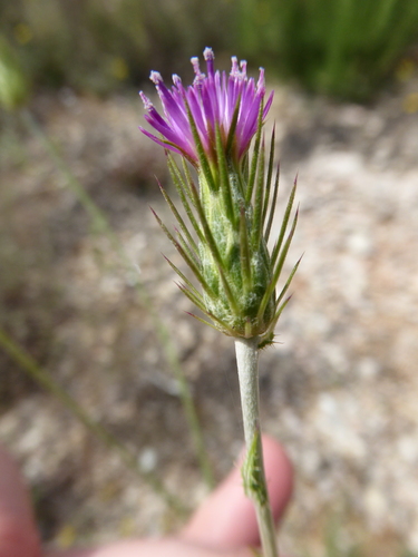 Carduus acicularis (Carduus acicularis)