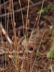 Xyris subulata