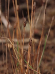 Xyris subulata