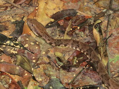 Bothrops atrox