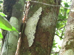 Thysania agrippina