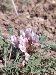 Astragalus testiculatus