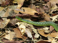 Erythrolamprus typhlus