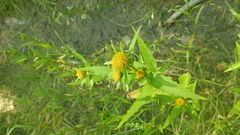 Bidens radiata