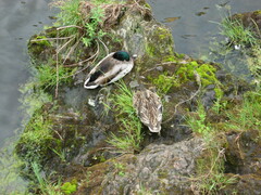 Anas platyrhynchos platyrhynchos