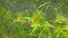 Bidens radiata