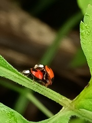 Coelophora biplagiata
