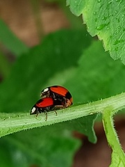 Coelophora biplagiata