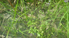 Androsace filiformis