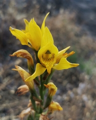 Chloraea gavilu