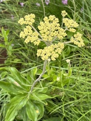 Helichrysum pallidum