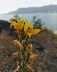 Chloraea gavilu