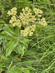 Helichrysum pallidum