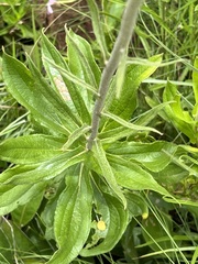 Helichrysum pallidum