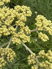Helichrysum pallidum