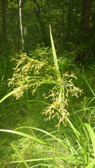 Scirpus radicans