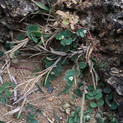 Euphorbia garanbiensis