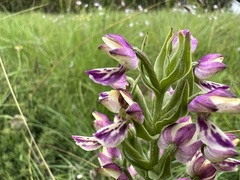 Brachycorythis ovata