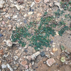 Euphorbia garanbiensis