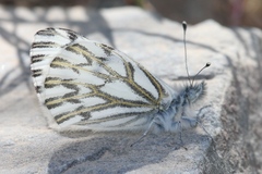 Pontia sisymbrii
