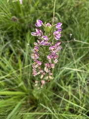 Brachycorythis ovata