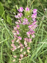 Brachycorythis ovata