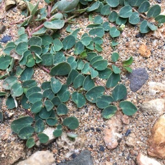Euphorbia garanbiensis