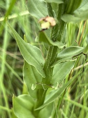 Brachycorythis ovata