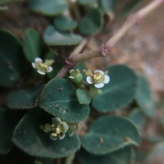 Euphorbia garanbiensis
