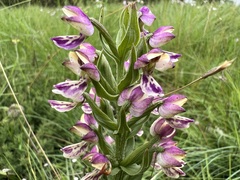 Brachycorythis ovata