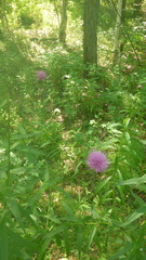 Cirsium serratuloides