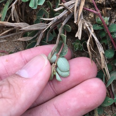 Euphorbia garanbiensis