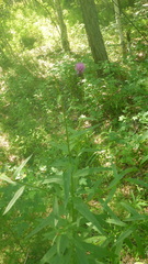 Cirsium serratuloides