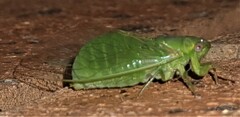 Chlorocysta vitripennis