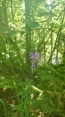 Aconitum volubile