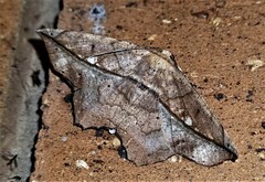 Polyacme dissimilis