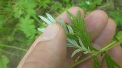 Potentilla tergemina
