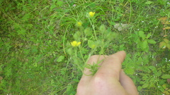 Potentilla tergemina