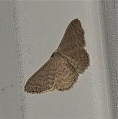 Idaea philocosma