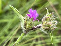 Cyanotis speciosa