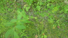 Potentilla tergemina