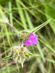 Cyanotis speciosa