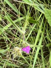 Cyanotis speciosa