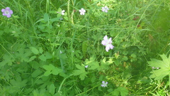 Geranium wlassovianum