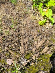 Dracocephalum thymiflorum