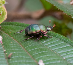 Chalcocopris hesperus
