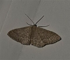 Idaea philocosma