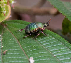 Chalcocopris hesperus