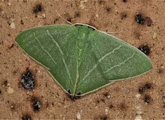 Urolitha bipunctifera